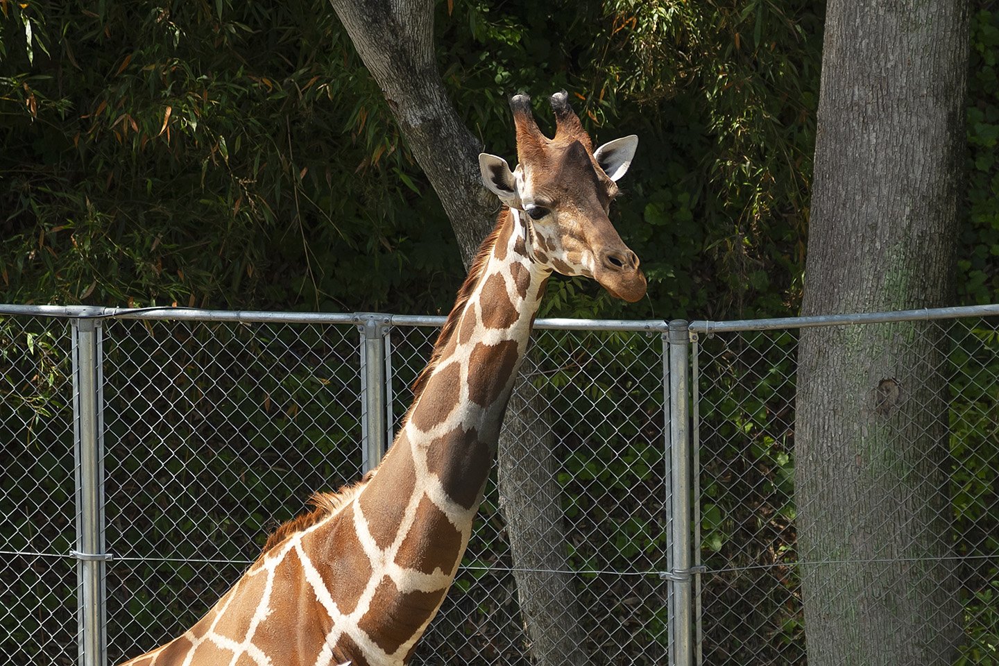 🐅 시로토리 동물원 이미지 8